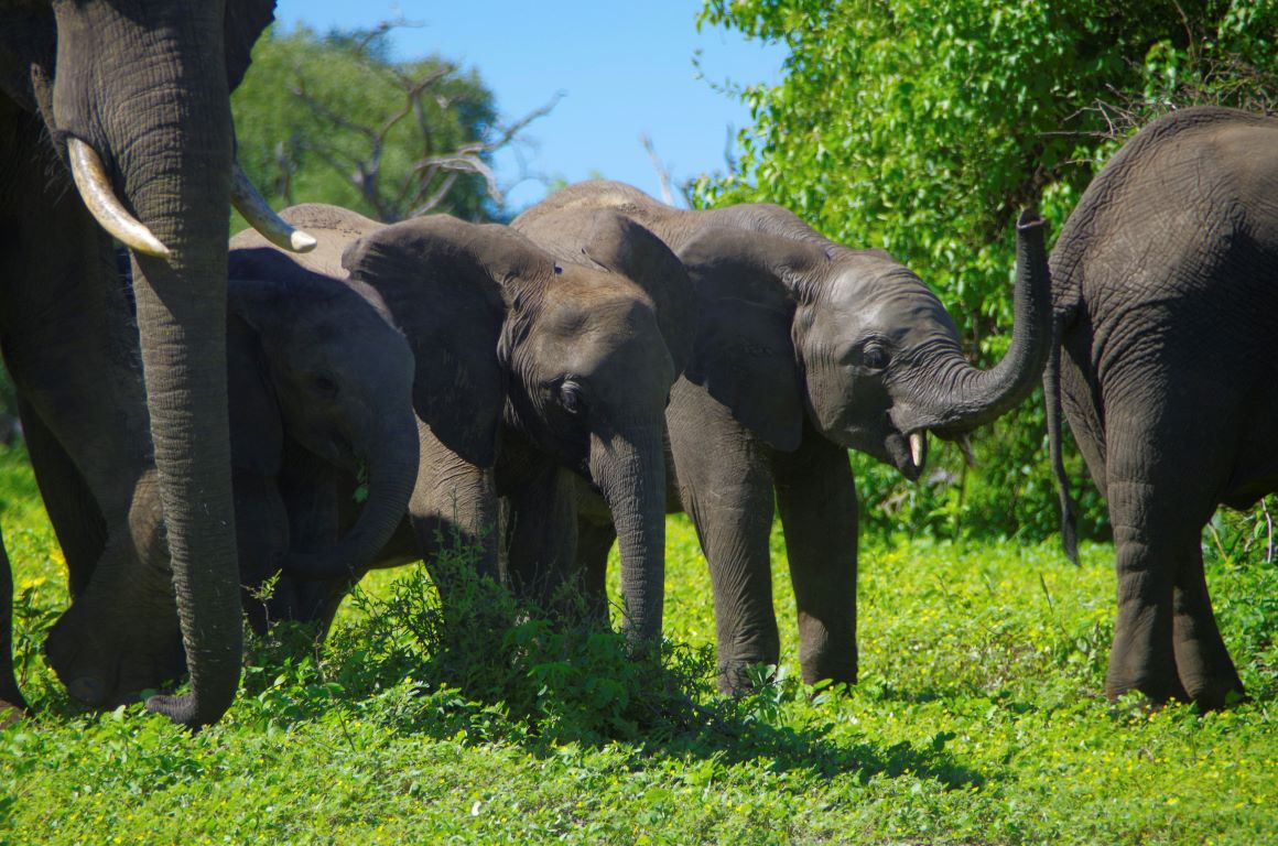 Botswana placeholder